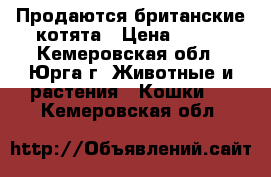 Продаются британские котята › Цена ­ 500 - Кемеровская обл., Юрга г. Животные и растения » Кошки   . Кемеровская обл.